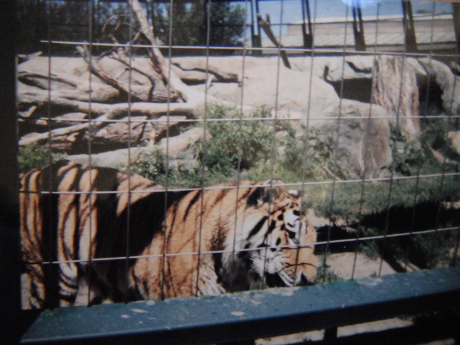 Tiger at the Granby zoo
