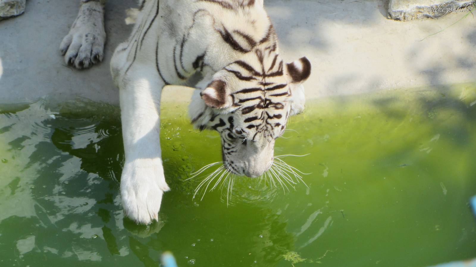 Tiger At The Paradise Wildlife Park