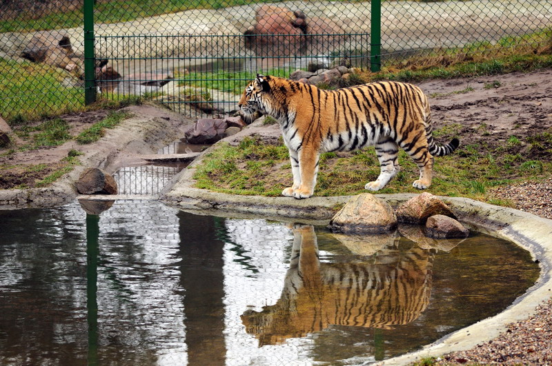 Tiger at Wildpark Lüneburger Heide