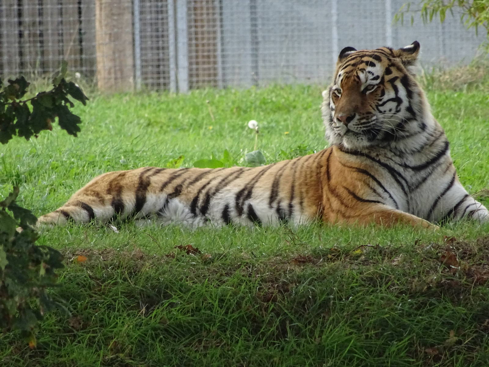 Tiger at Yorkshire Wildlife Park