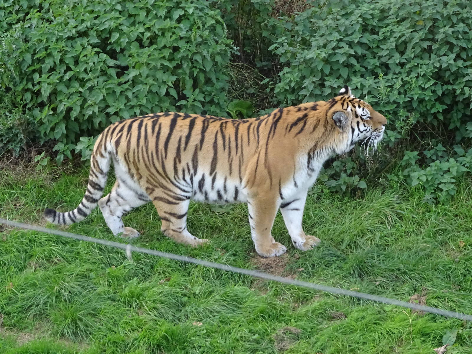 Tiger at Yorkshire Wildlife Park