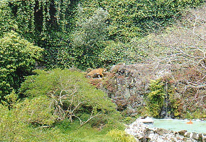 Tiger  @ Auckland zoo