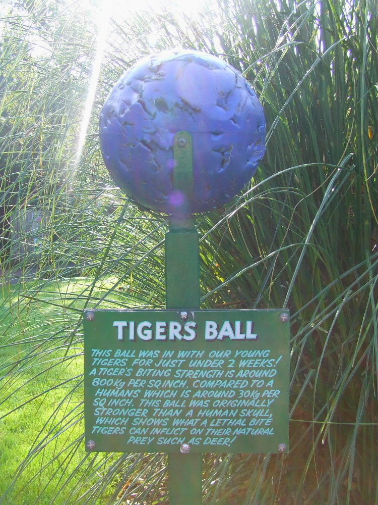 Tiger ball