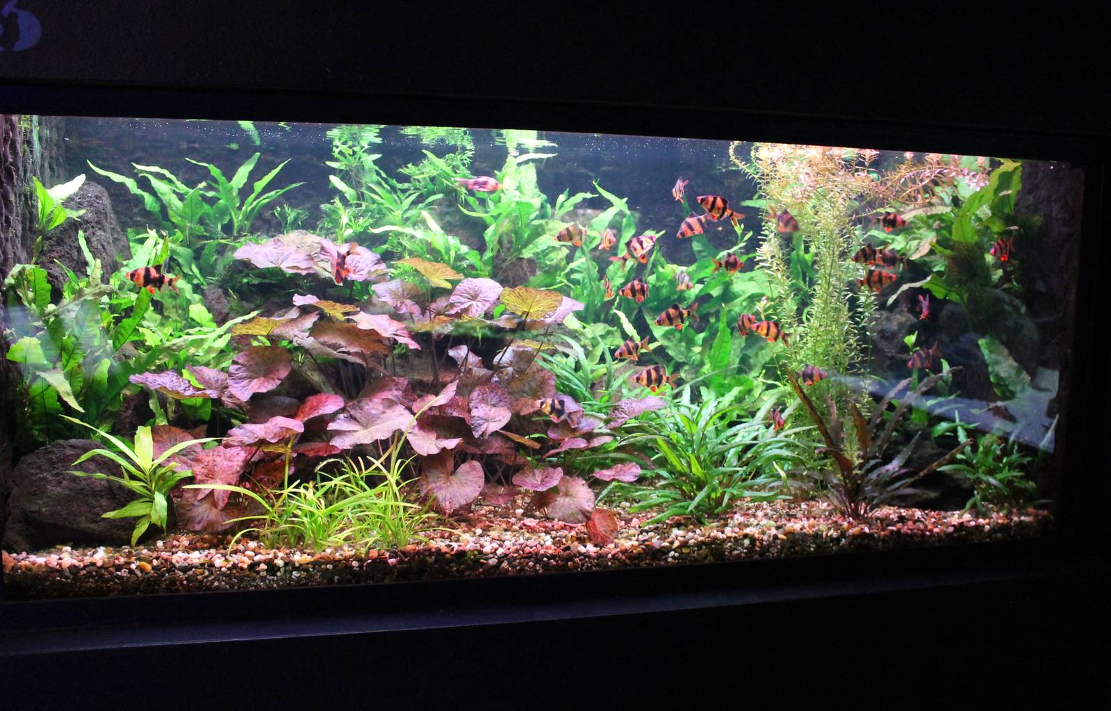 Tiger barb aquarium