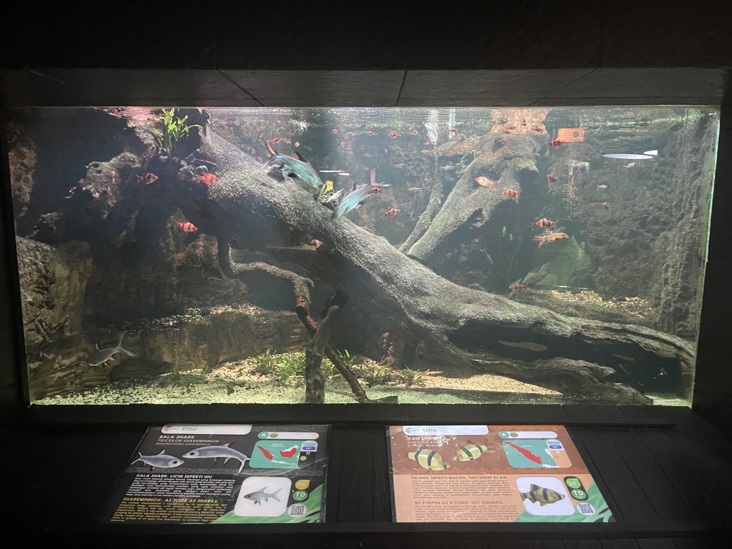 tiger barb & bala shark tank - dunia air tawar