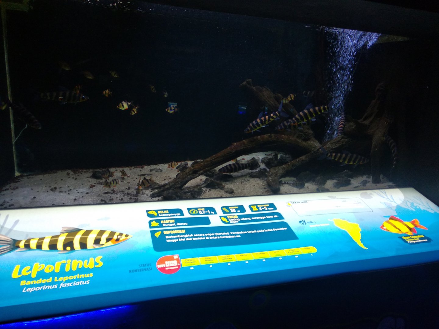 Tiger barb (Puntigrus tetrazona) and banded leporinus (Leporinus fasciatus) information panel