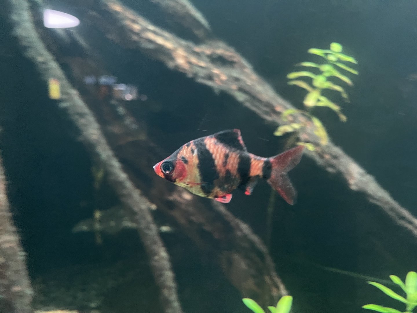 tiger barb (puntigrus tetrazona) - dunia air tawar
