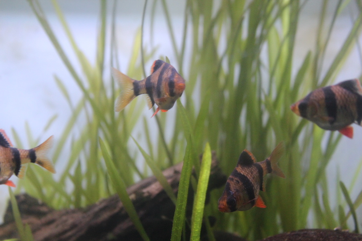 Tiger barb (Puntigrus tetrazona)