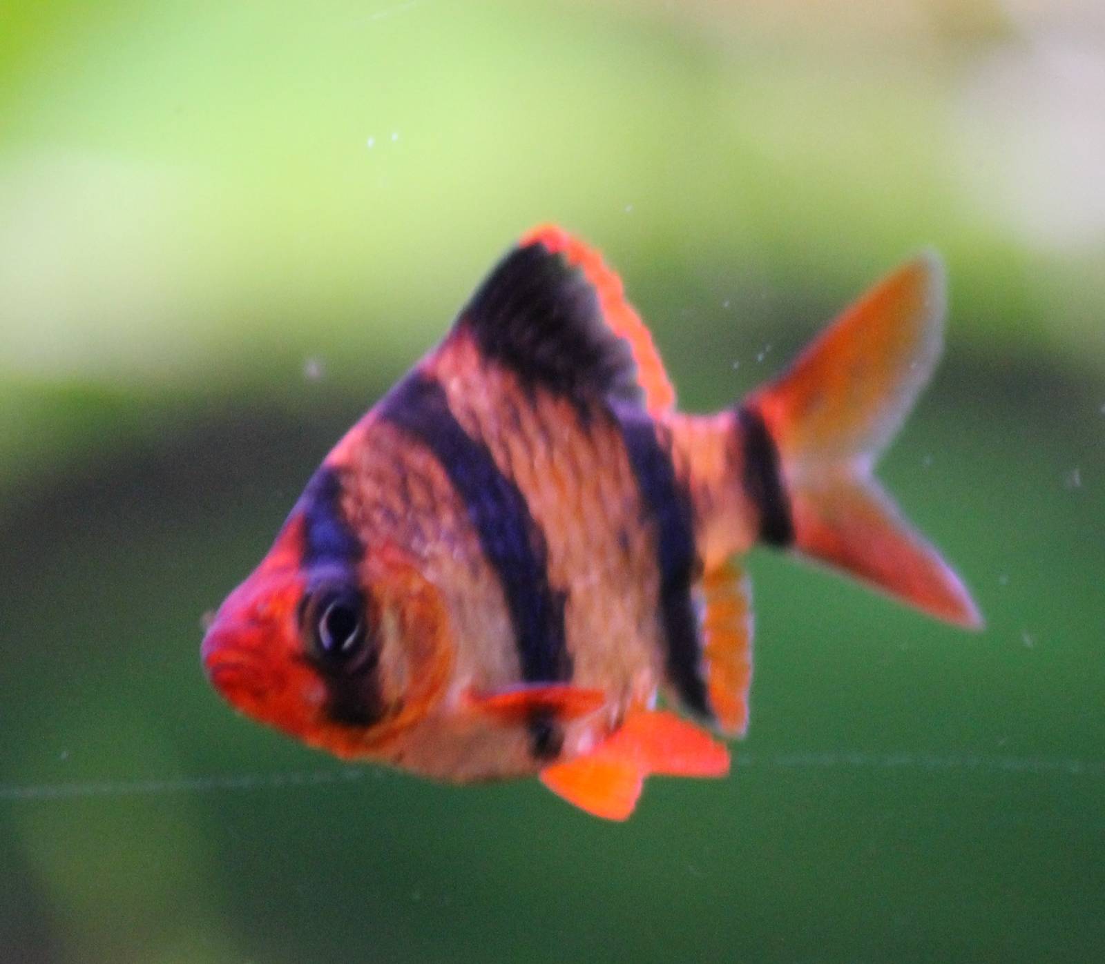 Tiger barb