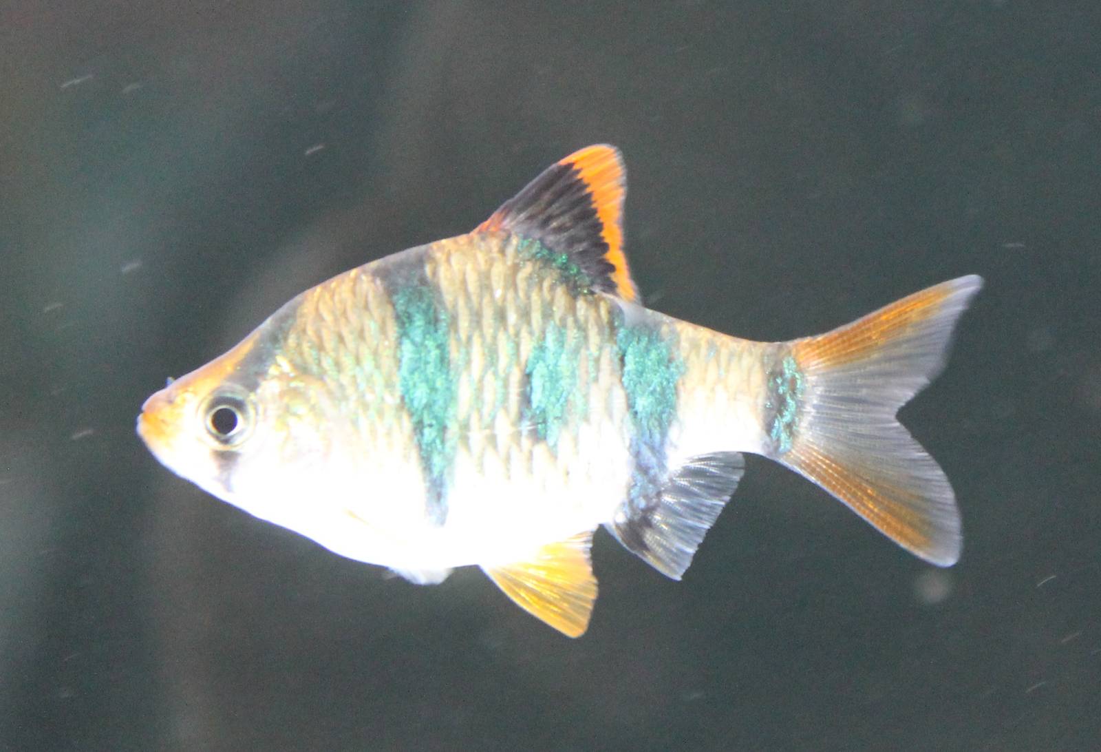 Tiger barb