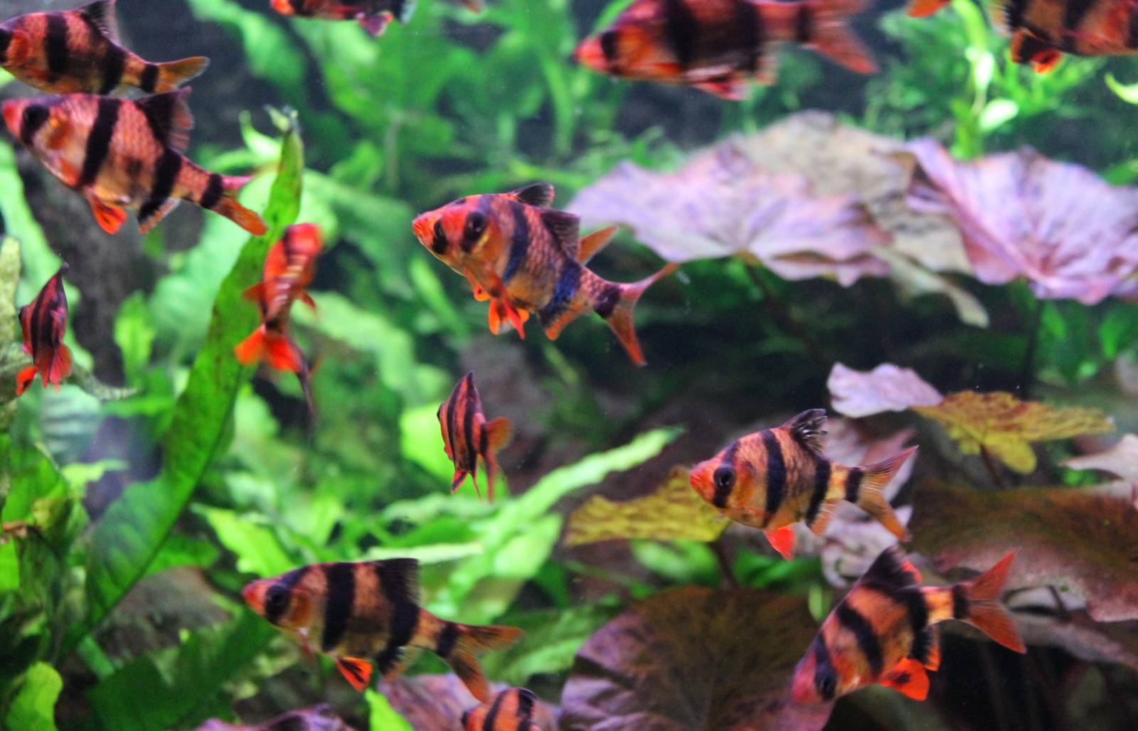 Tiger barbs