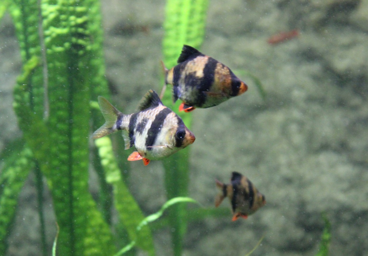 Tiger barbs
