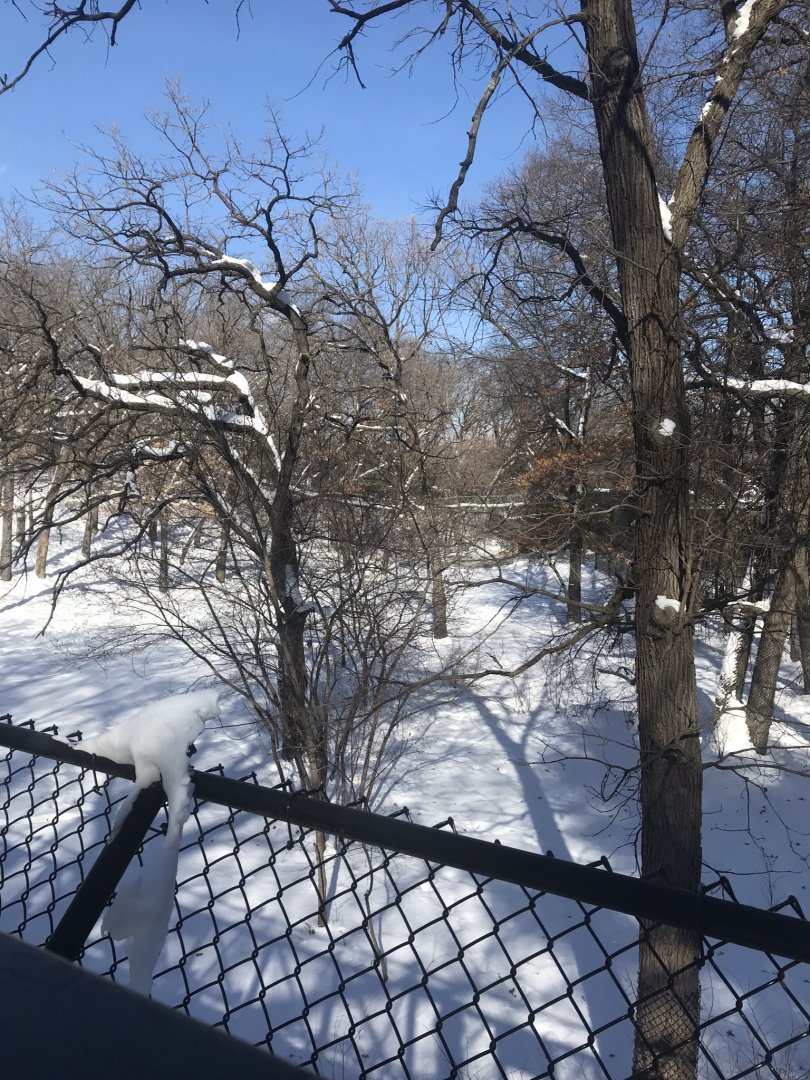 Tiger base camp Amur tiger exhibit