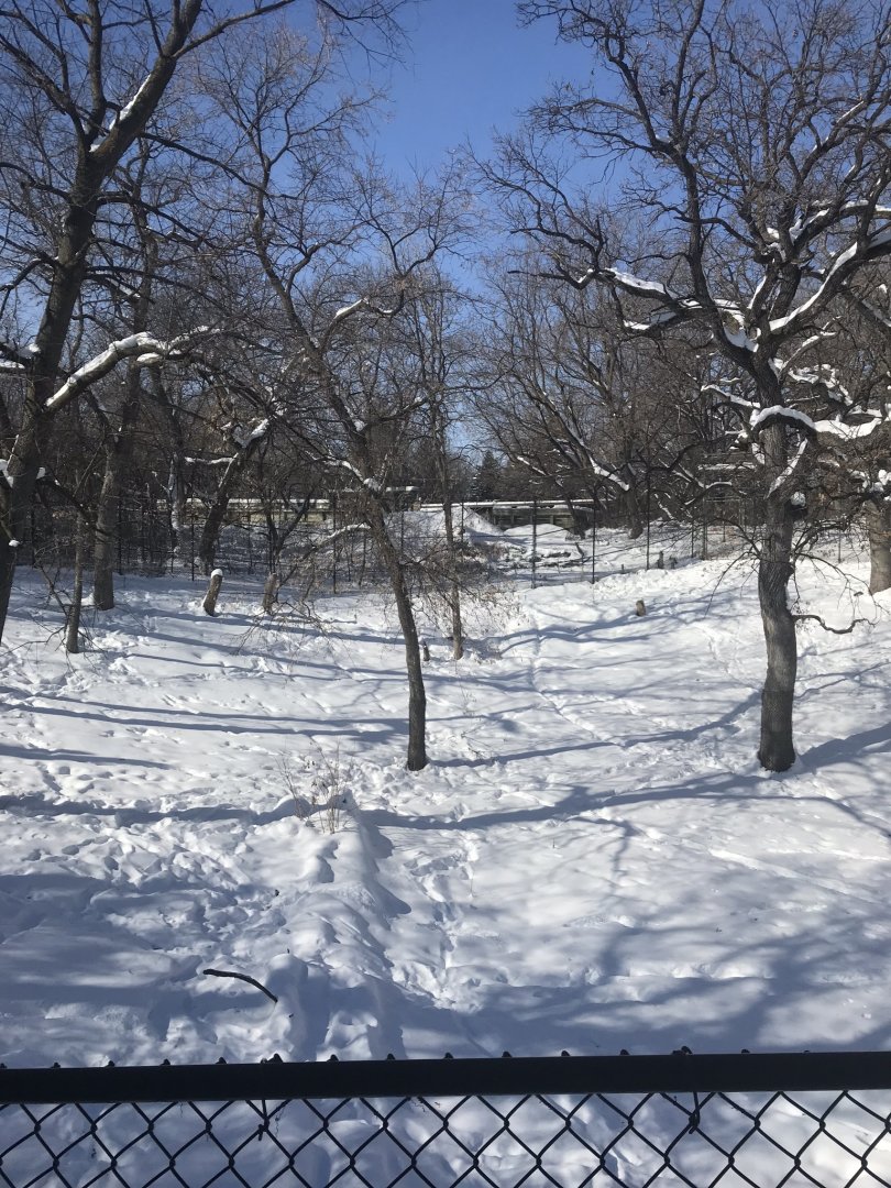 Tiger base camp Amur tiger exhibit