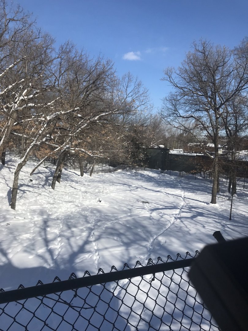 Tiger base camp Amur tiger exhibit