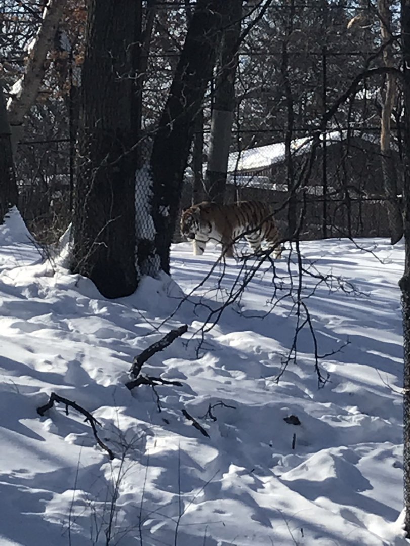 Tiger base camp Amur tiger