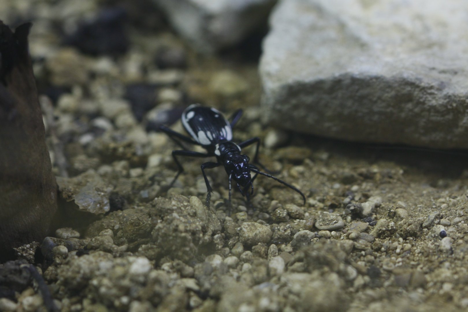 Tiger beetle (Anthia sexmaculata)