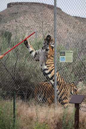 tiger being fed on fence