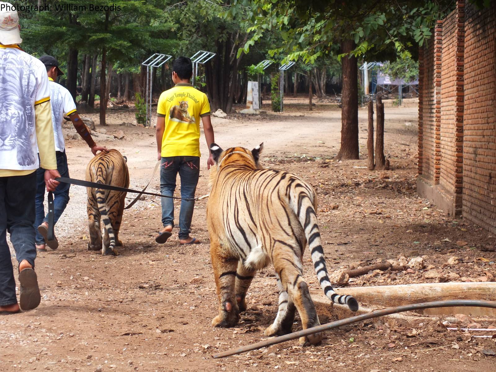 Tiger being walked