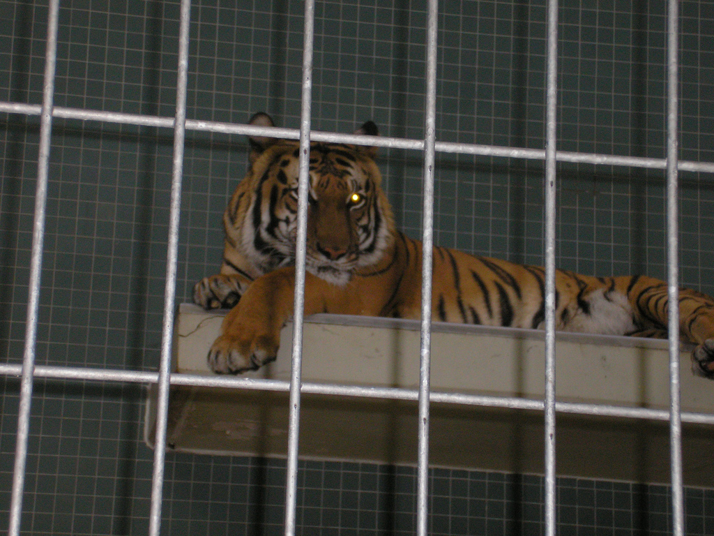 Tiger, Berlin Zoo, Feb 2007