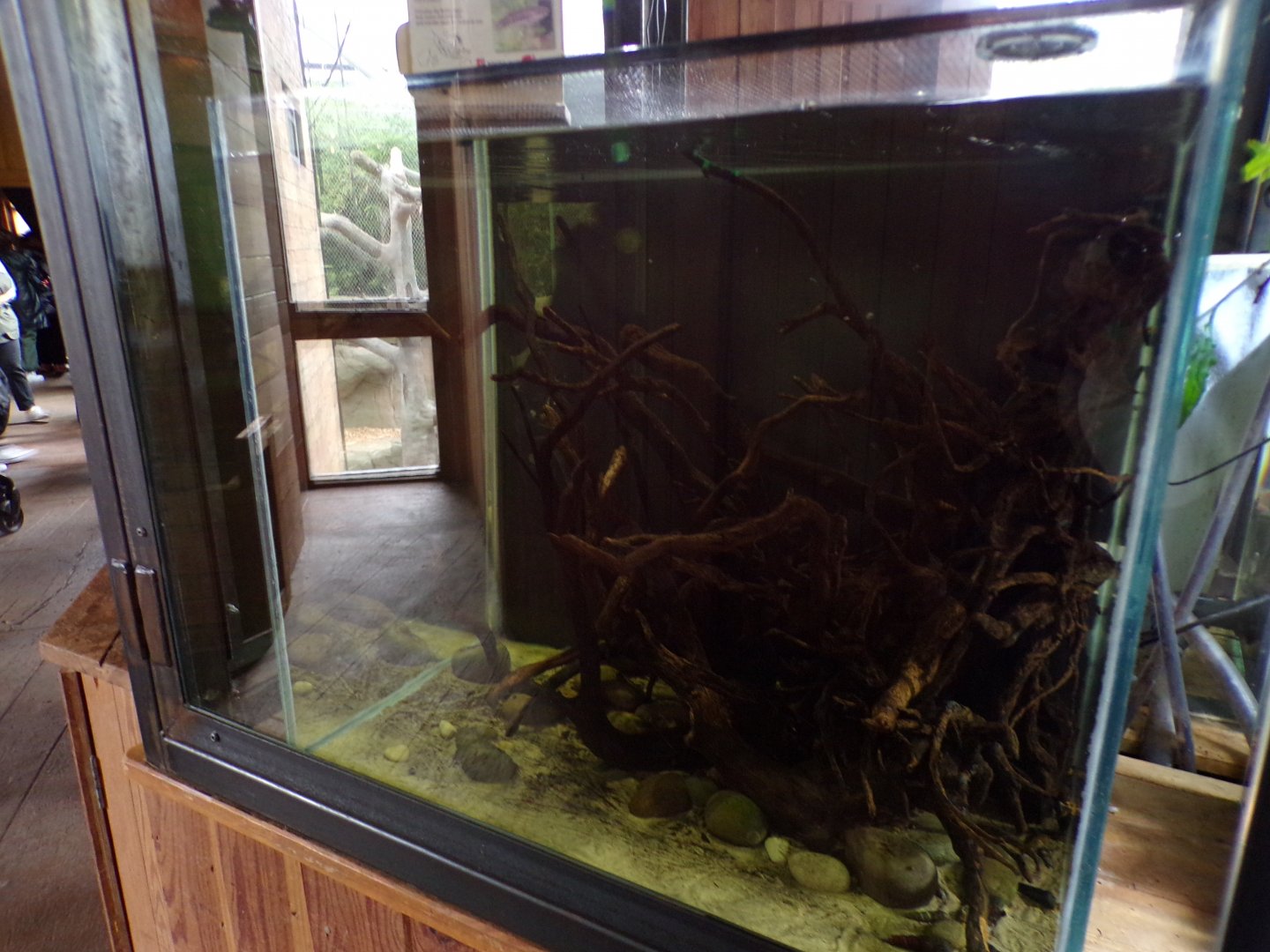 Tiger Betta tank 29.6.24