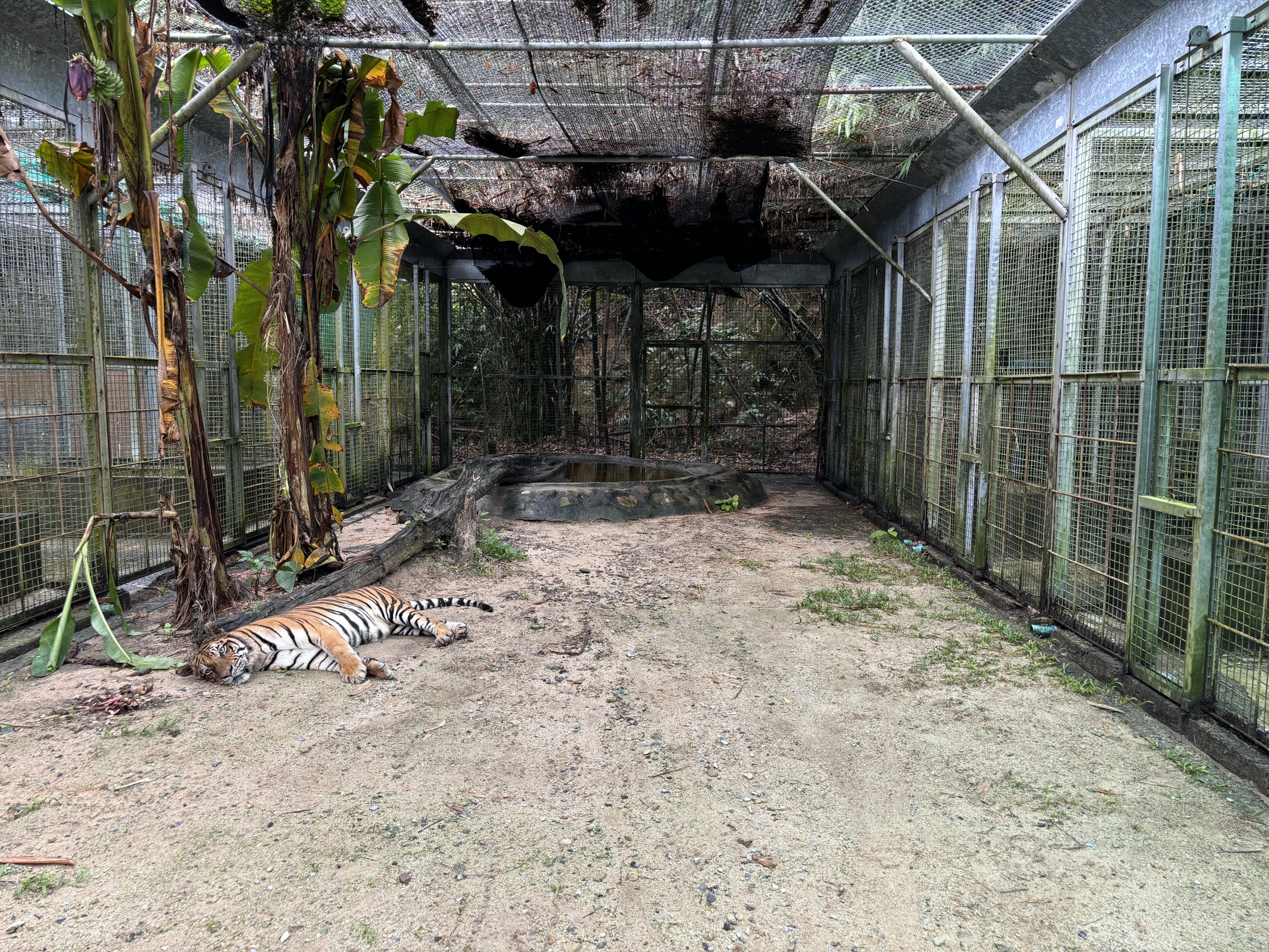 Tiger Cage #1