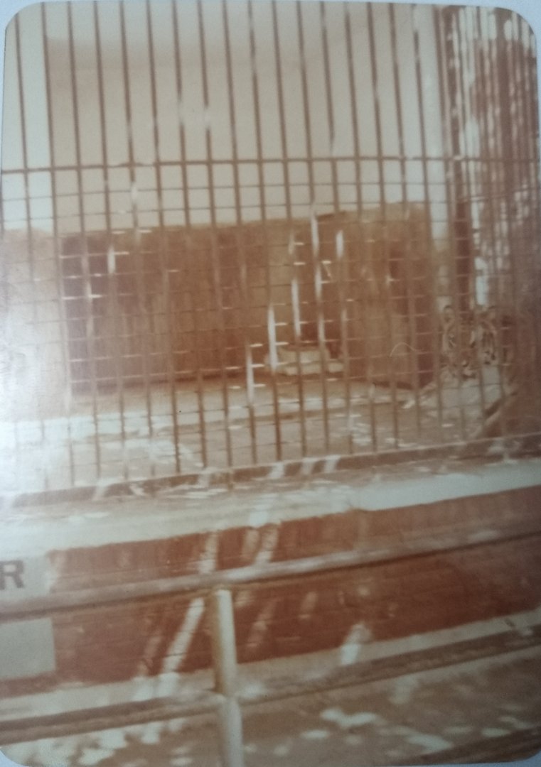 Tiger cage - Lahore zoo 1975-1980's