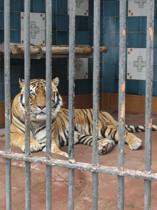 Tiger Cage Zoo di Napoli 2010