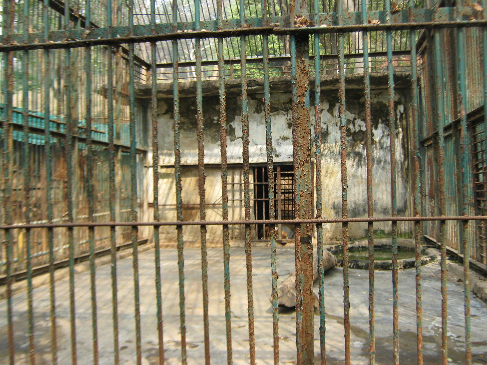 tiger cage