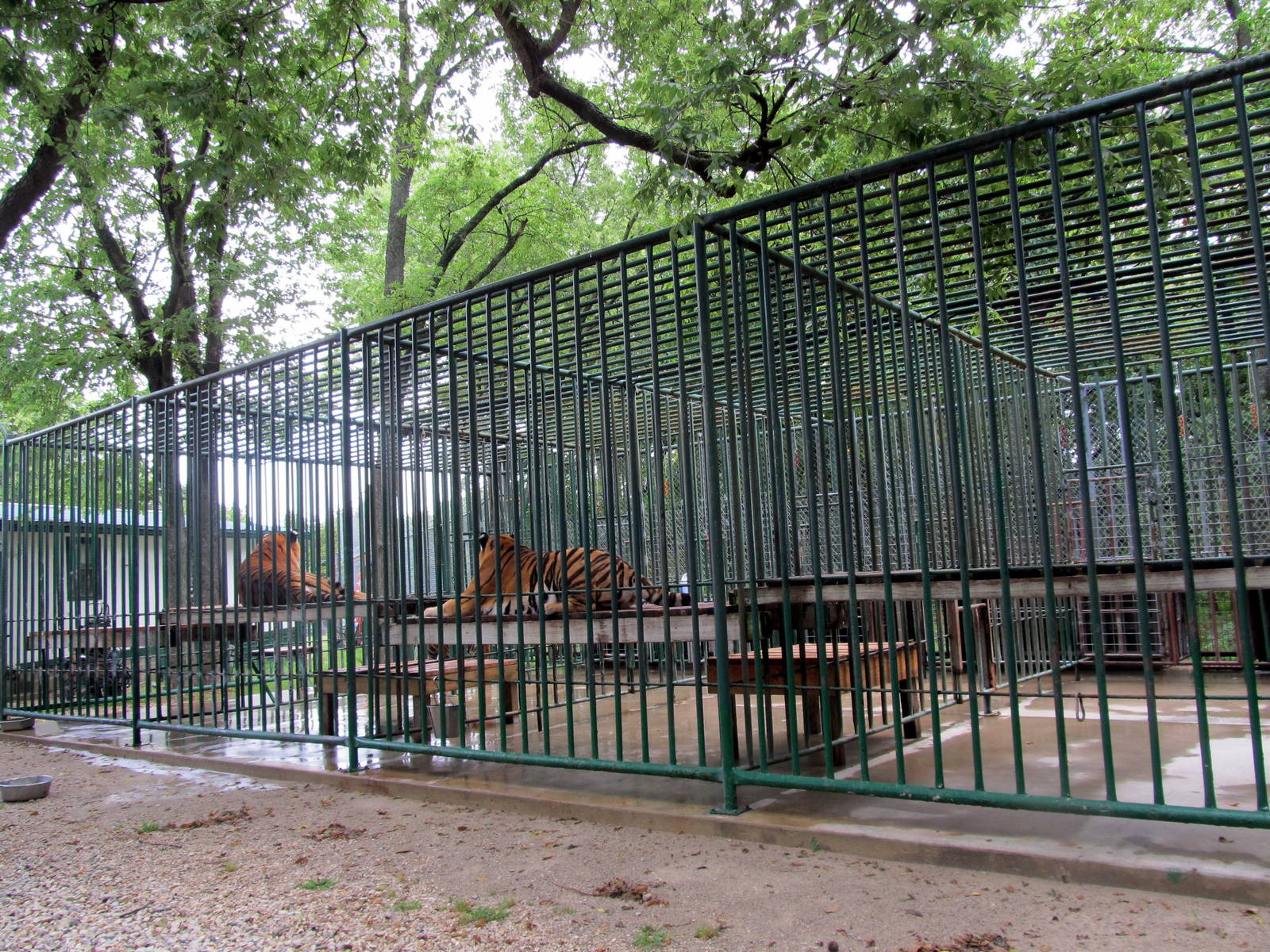 Tiger Cages