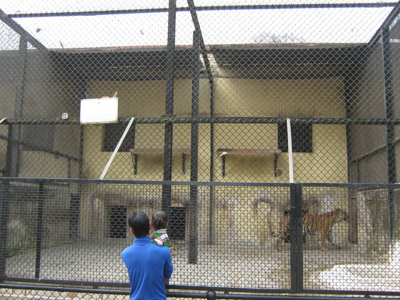 tiger cages