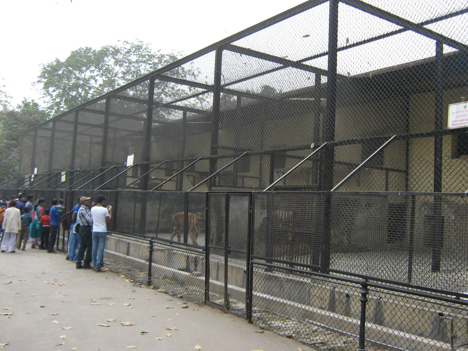 tiger cages