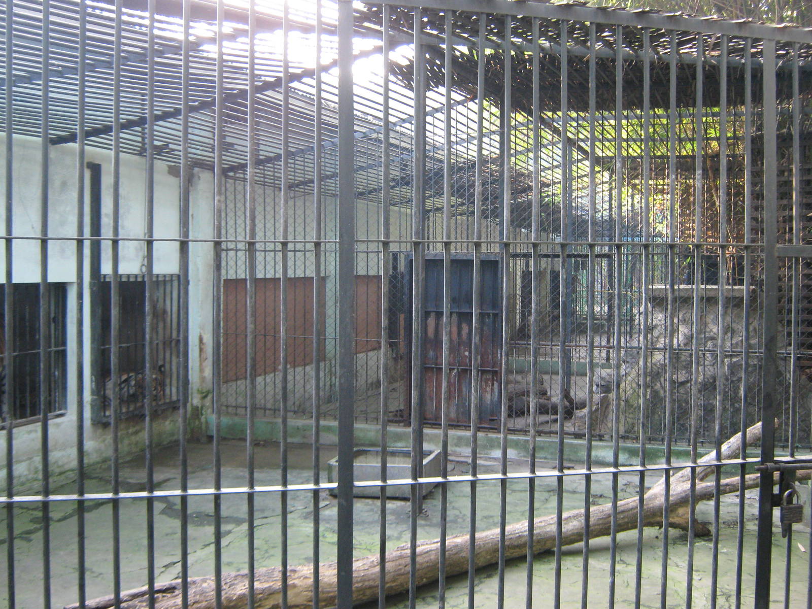 tiger cages