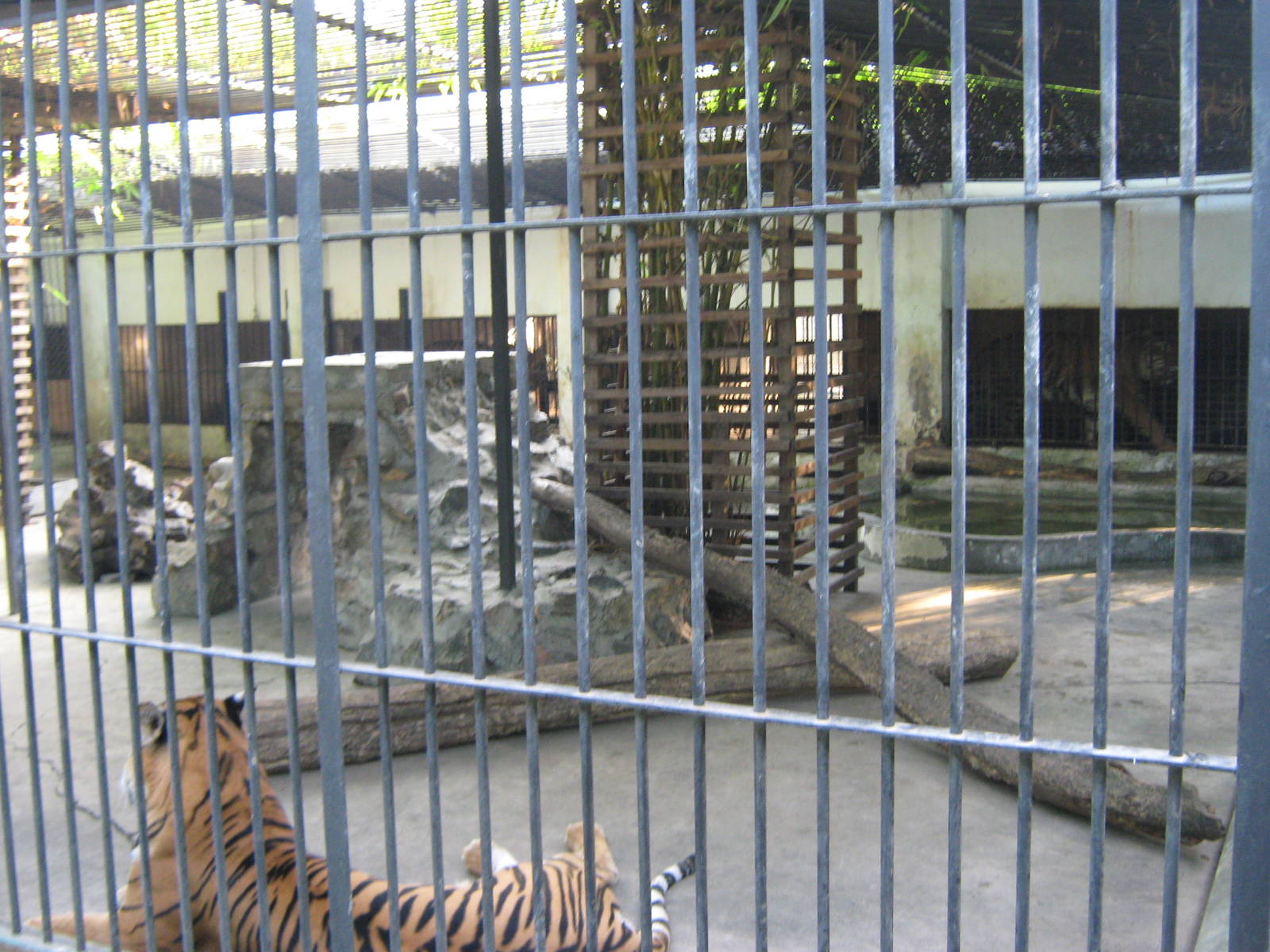 tiger cages