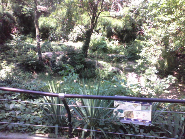 Tiger Canyon- Cheetah exhibit
