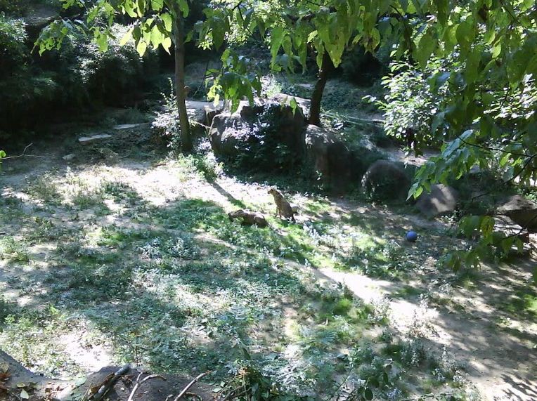 Tiger Canyon-Cheetah Exhibit