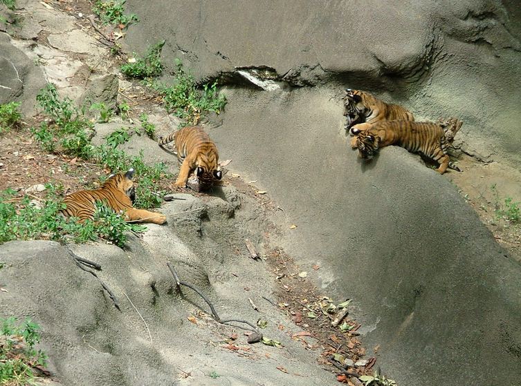 Tiger Canyon-Malayan Tiger Cubs