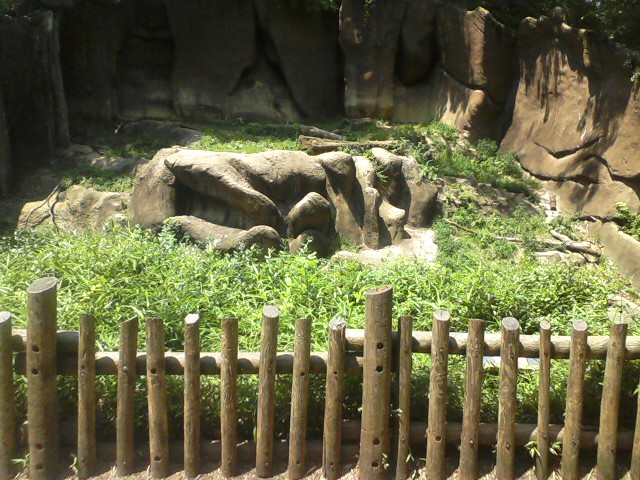 Tiger Canyon- Malyan Tiger exhibit