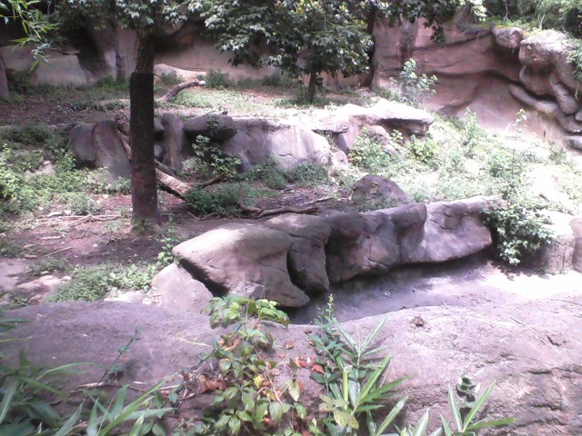 Tiger Canyon- White Tiger exhibit