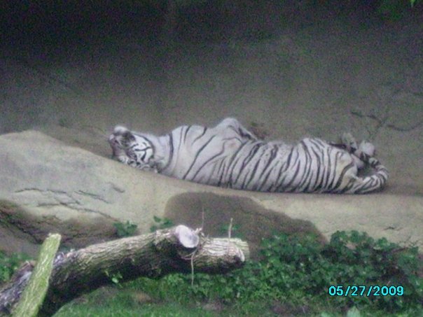 Tiger Canyon- White tiger (Panthera tigris)