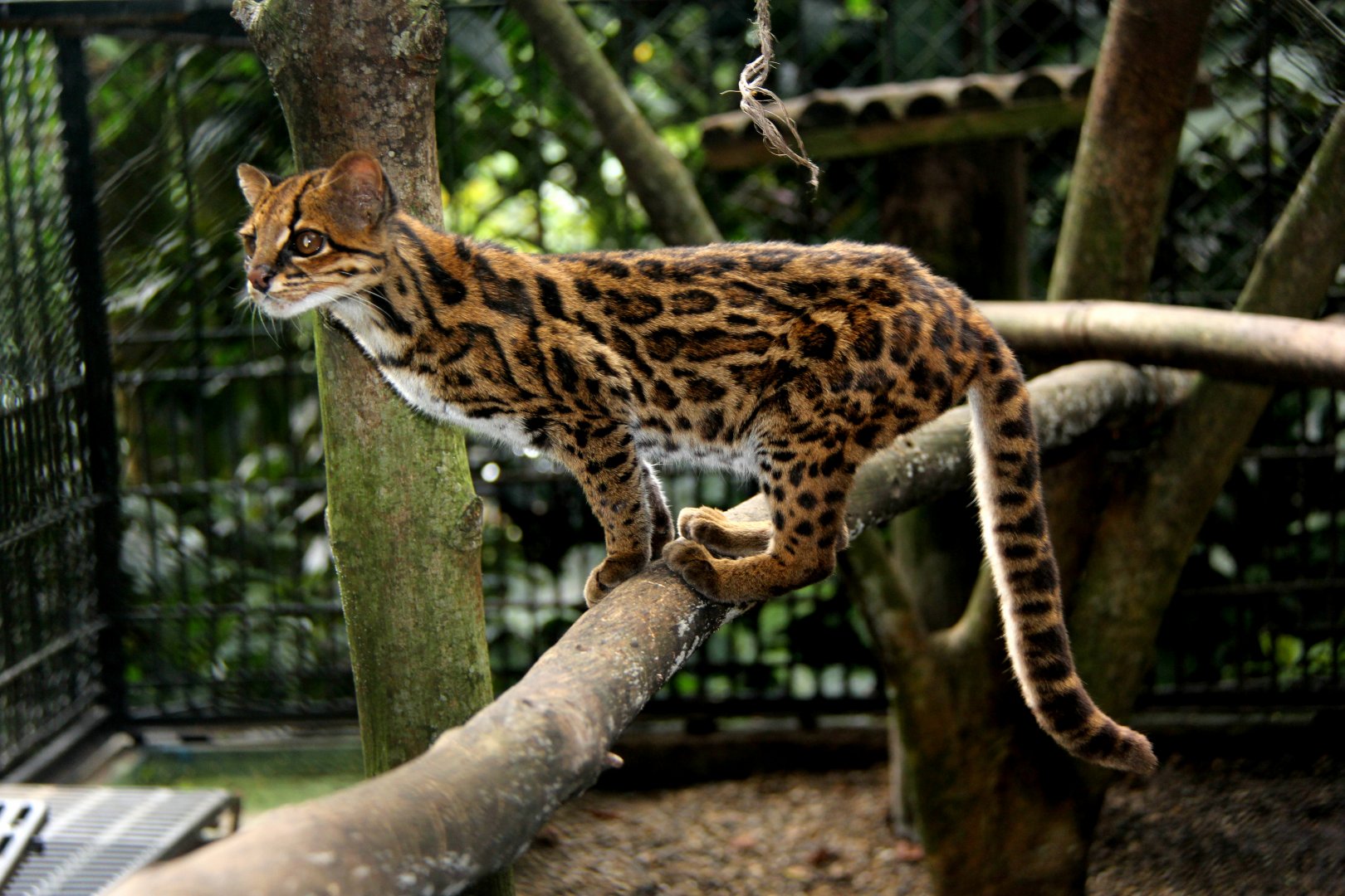 Tiger cat or Oncilla (Leopardus tigrinus pardinoides)