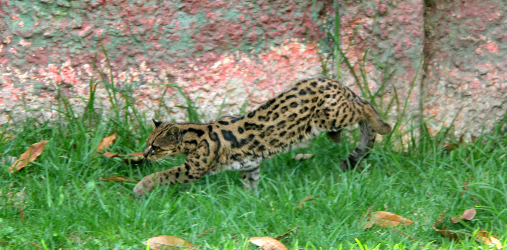 Tiger cat or oncilla (Leopardus tigrinus pardinoides)