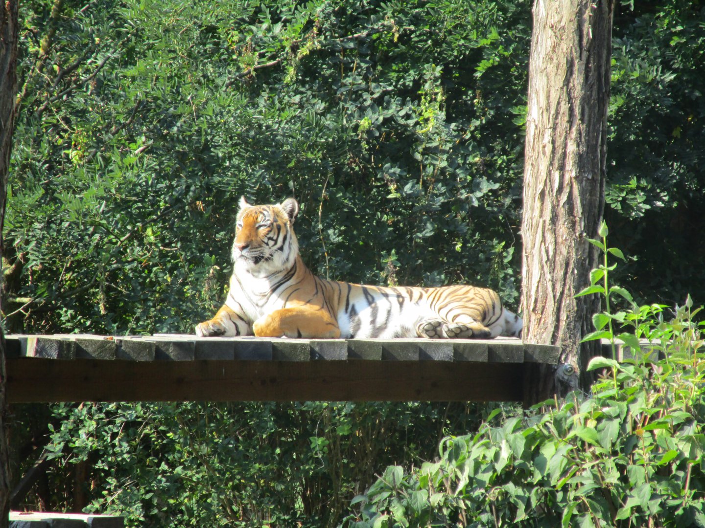 Tiger - Cat Pavilion