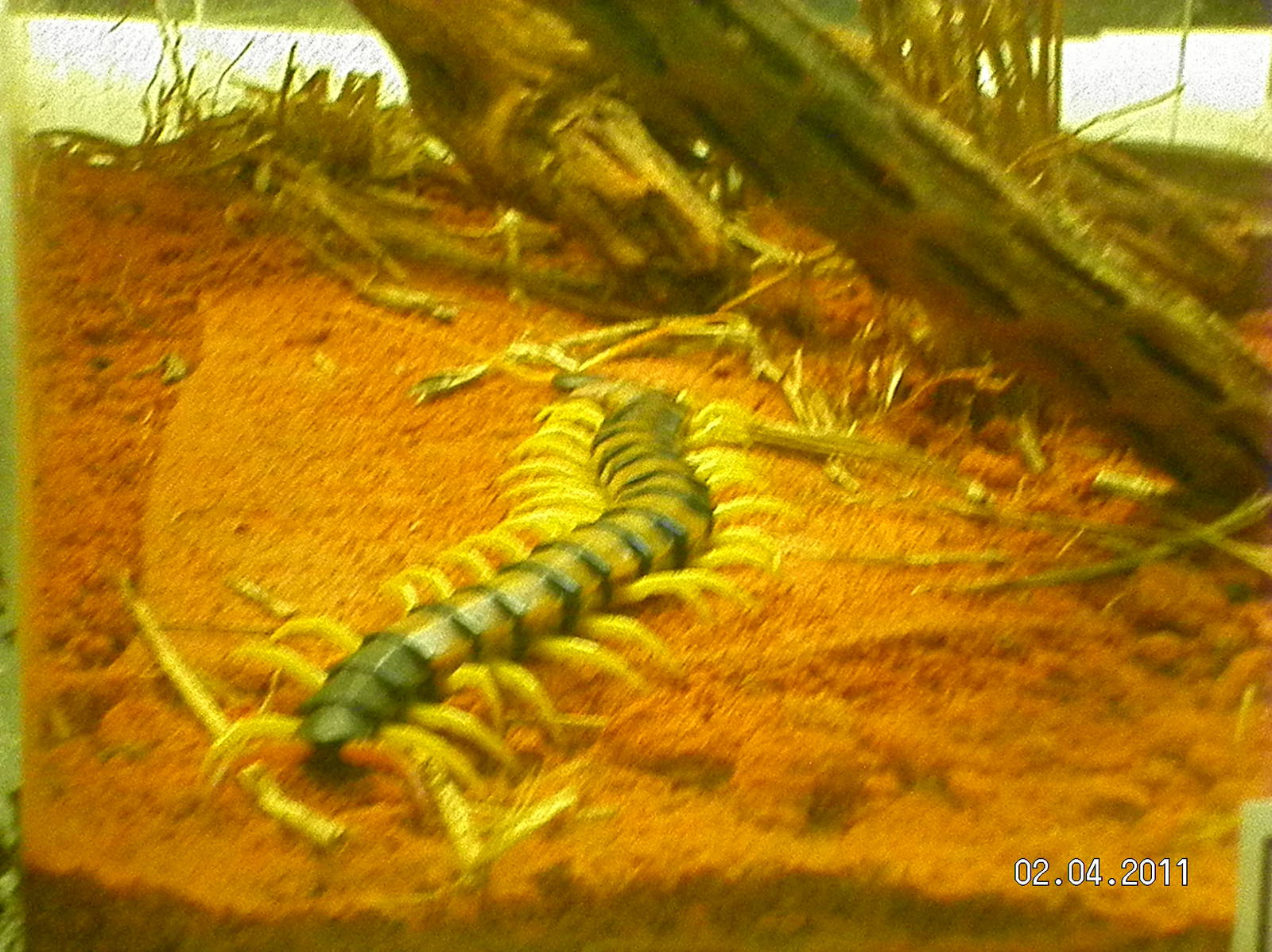 Tiger Centipede