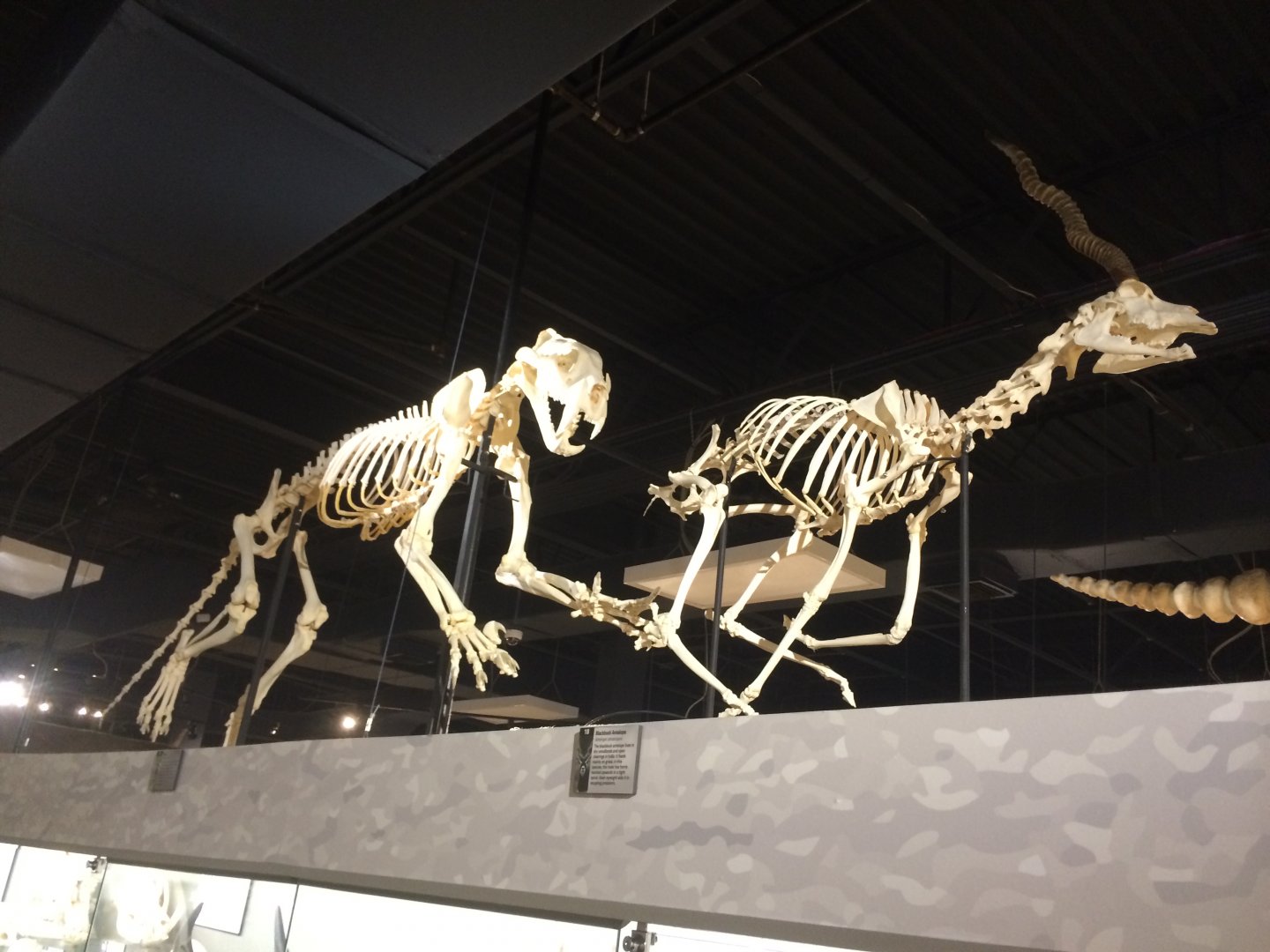 Tiger Chasing Blackbuck