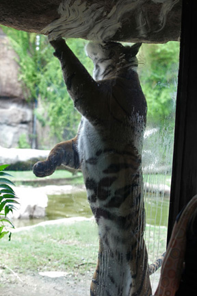 tiger cheek rubbing rock