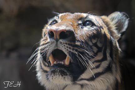 Tiger Closeup