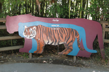 tiger comparison sign