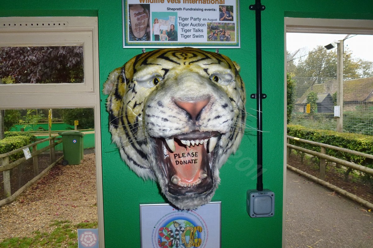 Tiger Conservation Donation Box