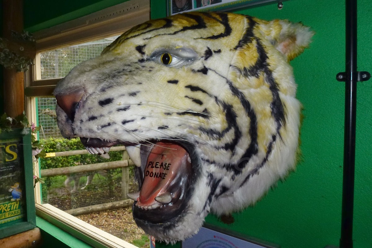 Tiger Conservation Donation Box